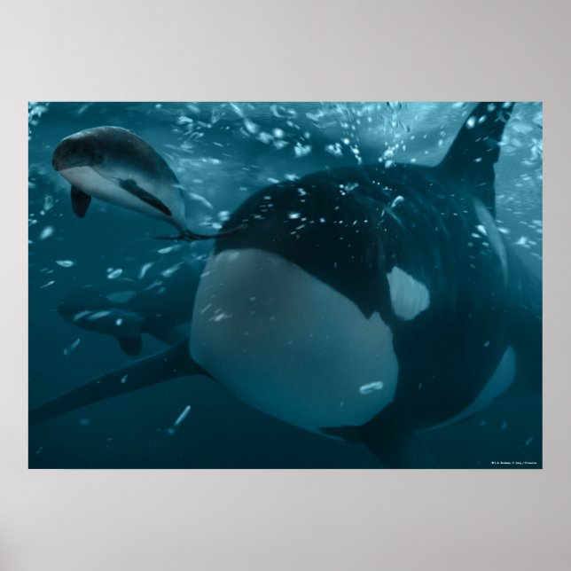 Poster Orca hunts porpoise (Devant)