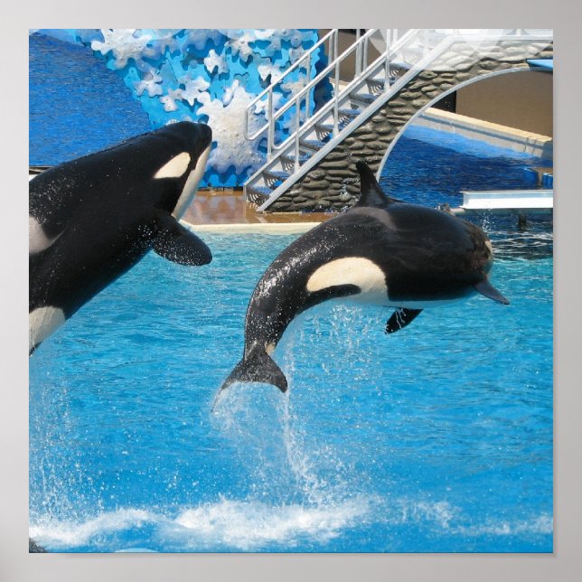 Poster Orca Whales Imprimer (Devant)