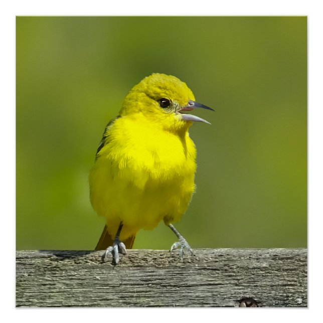 Poster Orchard Oriole - Photo originale (Devant)