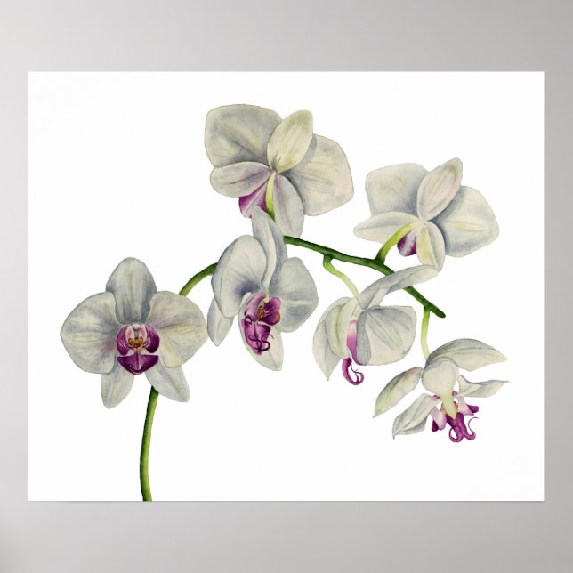 Poster Orchid Watercolor Painting (Devant)