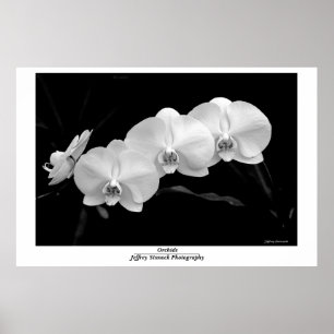 Poster Orchidée