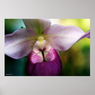 Poster Orchidée