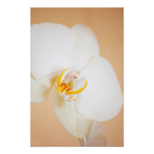 Poster Orchidée 8930