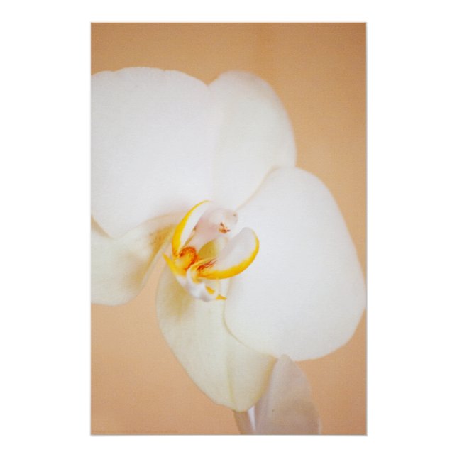 Poster Orchidée 8930 (Devant)