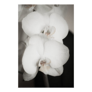 Poster Orchidée 8931