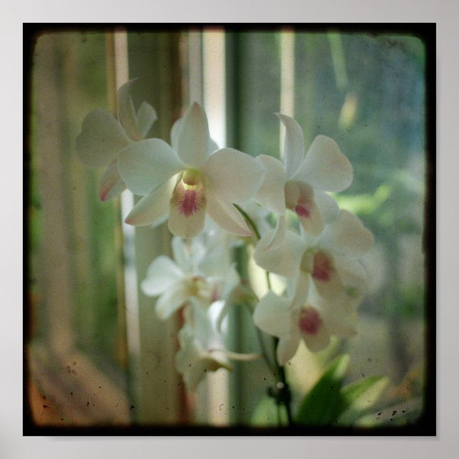 Poster orchidée 8 x 8 photo TTV originale de Nature (Devant)