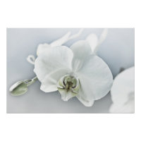 Orchidée blanche Phalaenopsis