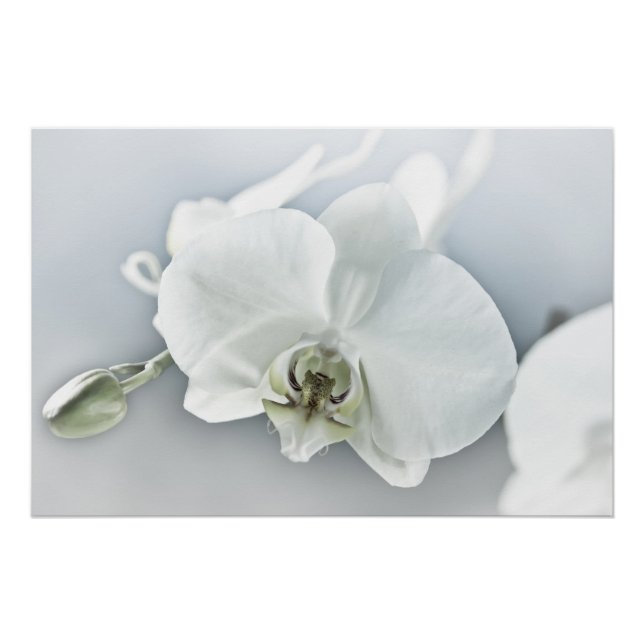 Poster Orchidée blanche Phalaenopsis (Devant)