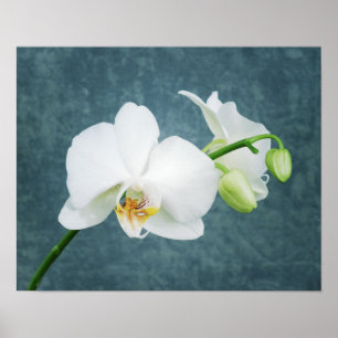 Poster Orchidée blanche Zen