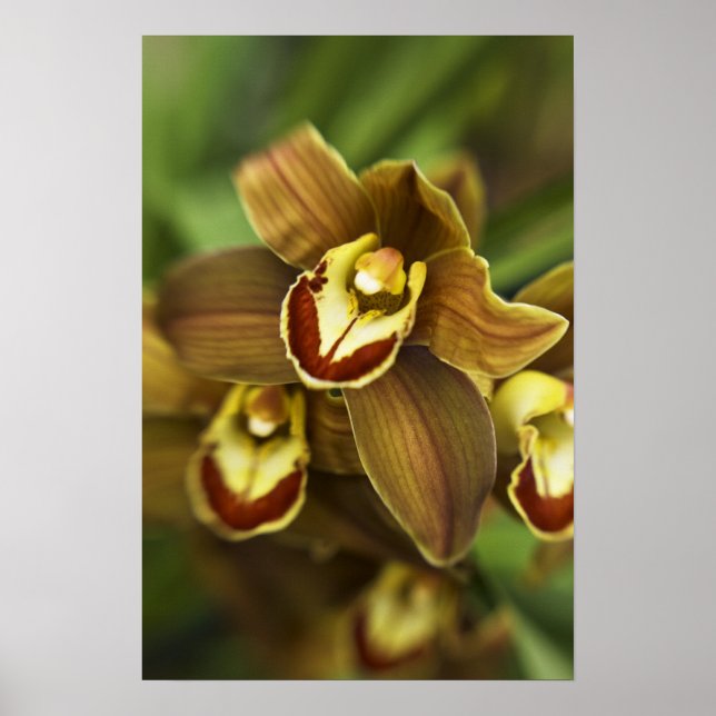 Poster Orchidée de Cymbidium (Devant)
