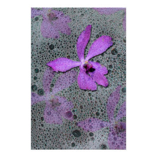 Poster Orchidée de mer