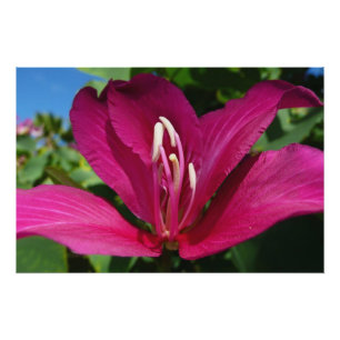 Poster Orchidée Fleurie tropicale Florale