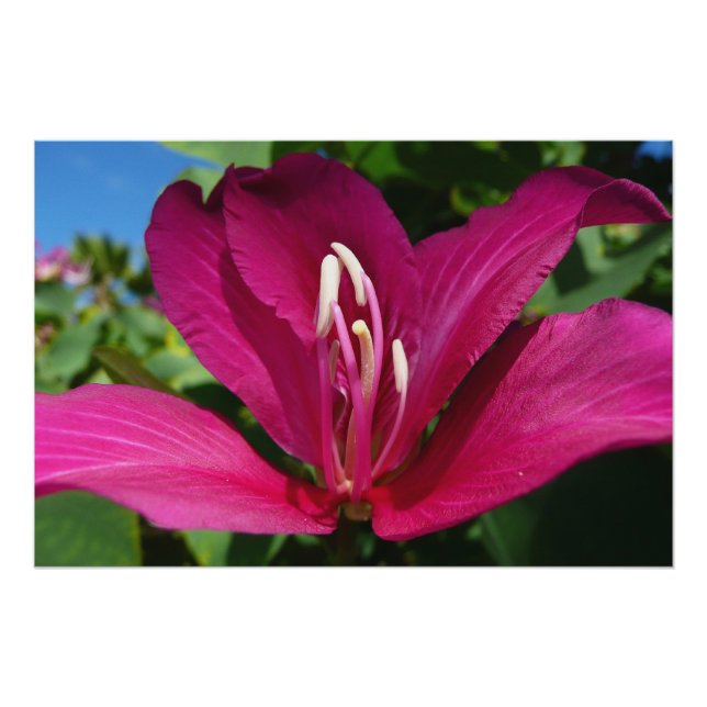 Poster Orchidée Fleurie tropicale Florale (Devant)