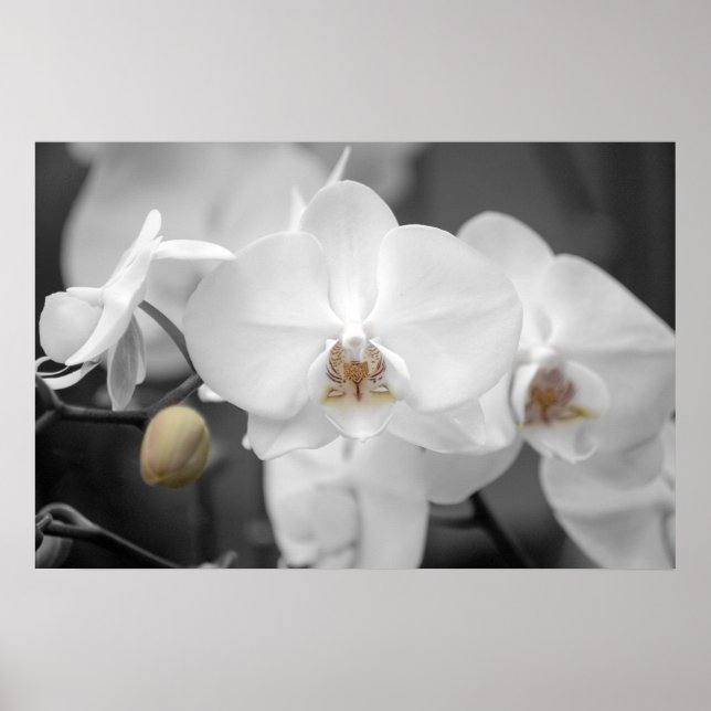 Poster Orchidée Mariage blanche (Devant)