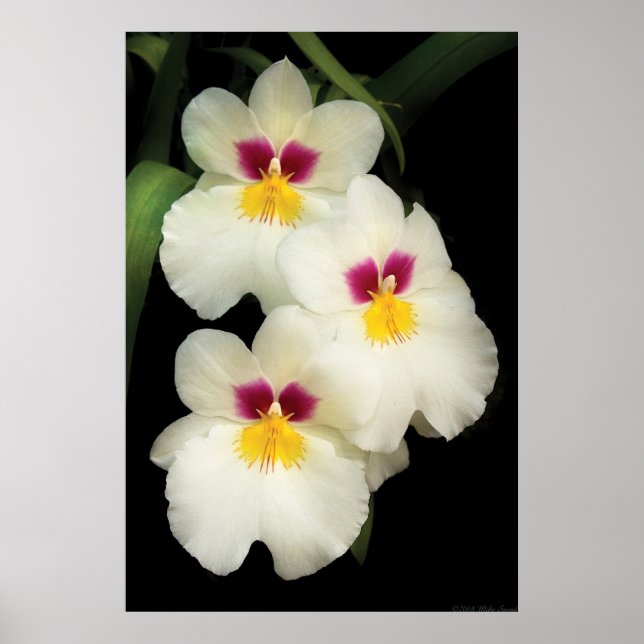 Poster Orchidée - Miltoniopsis - Les Trois Amigos (Devant)