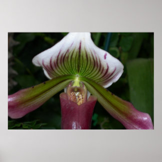 Poster Orchidée paphiopedilum