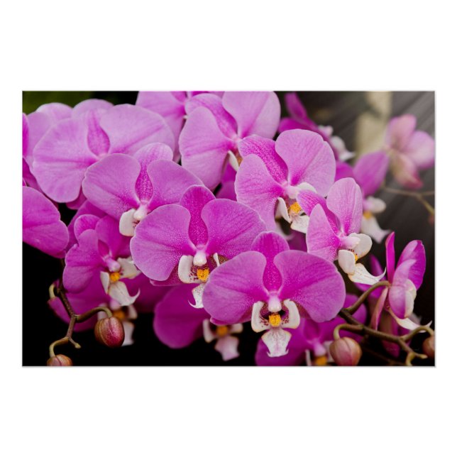 Poster Orchidée -  Phalaenopsis - Chatouillée en rose (Devant)