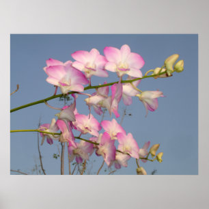 Poster Orchidée rose