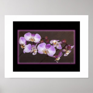 Poster Orchidée violette et blanche, photographie de près