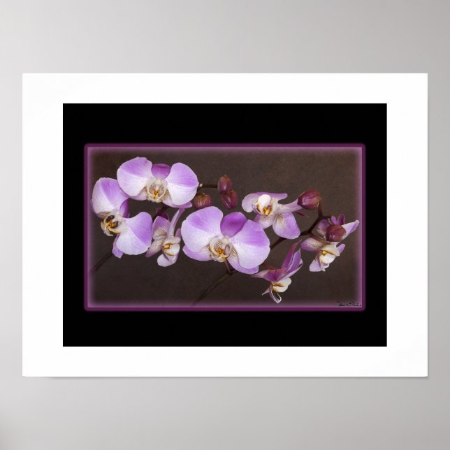 Poster Orchidée violette et blanche, photographie de près (Devant)