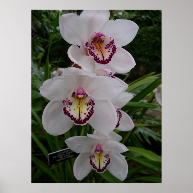 Poster Orchidées blanches Belles fleurs tropicales (Devant)