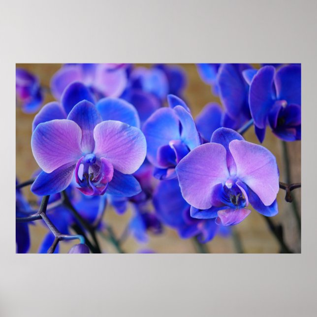 Poster Orchidées bleue et rose (Devant)