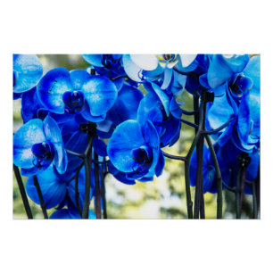 Poster Orchidées bleues
