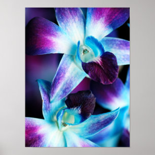 Poster Orchidées Customisées à l'orchidée pourpre et bleu