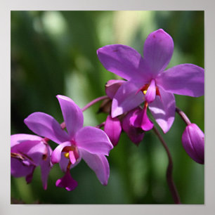 Poster Orchidées pourpres sauvages sur l'affiche