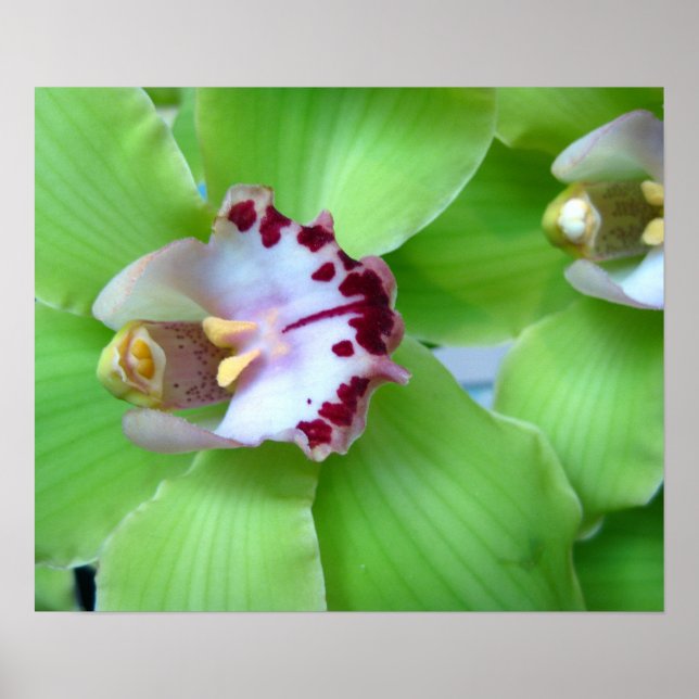 Poster Orchidées Vertes - Imprimantes, Toile, Cadre (Devant)