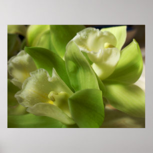 Poster Orchidées vertes soie et satin 1