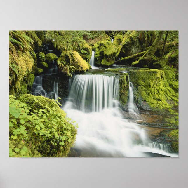 Poster Oregon, Cascade de Willamette (Devant)
