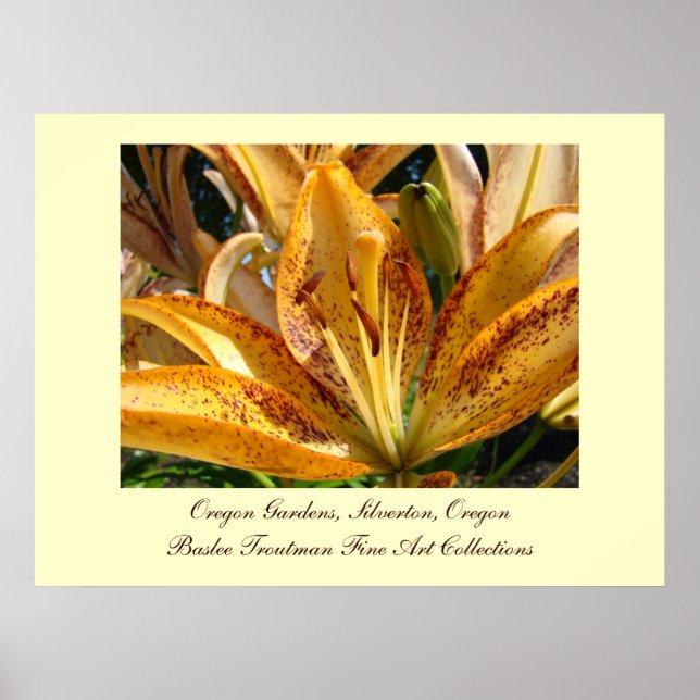 Poster Oregon Gardens Silverton Fleurs de Lily Dorées (Devant)