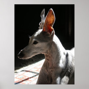 Poster Oreilles up !, photo