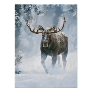 Poster Orignal mâle marchant à travers la neige boréale