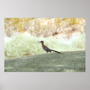 Poster ornithologue de route sur l'affiche du désert
