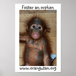 Poster Orphan Baby Orangutan