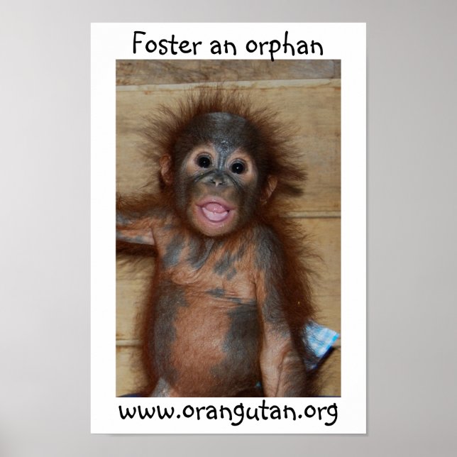 Poster Orphan Baby Orangutan (Devant)