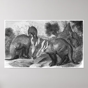 Poster Oryctérope - dossier d'afer d'Orycteropus