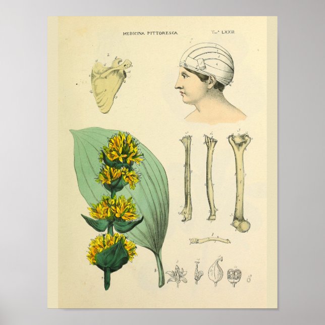 Poster Os Anatomie Médicale Art Médicale Imprimer (Devant)