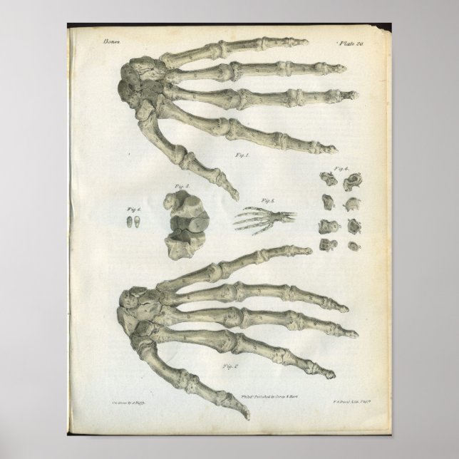 Poster Os de l'anatomie de la main Imprimer (Devant)