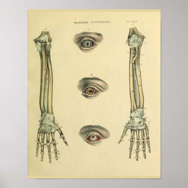Poster Os main bras yeux Anatomie Art Imprimer (Devant)