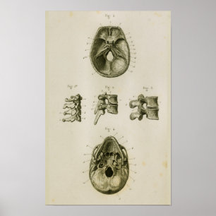 Poster Os Vertèbres du crâne Anatomie Vintage Imprimer