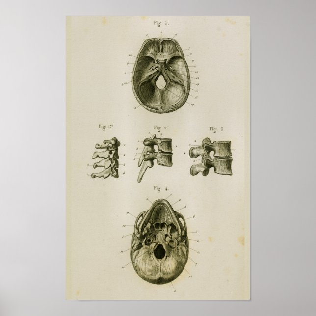 Poster Os Vertèbres du crâne Anatomie Vintage Imprimer (Devant)