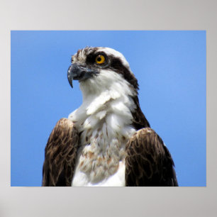 Poster Osprey (4964)