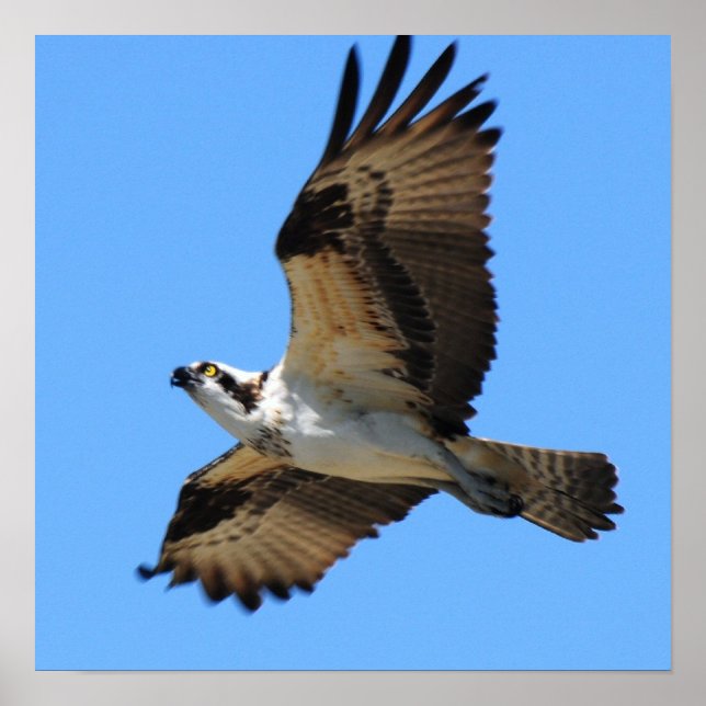 Poster Osprey Bird (Devant)