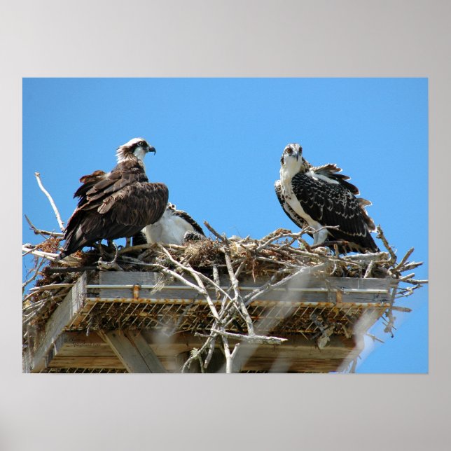 Poster Osprey Mommy & Baby (Devant)