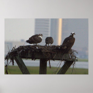 Poster Osprey Nest