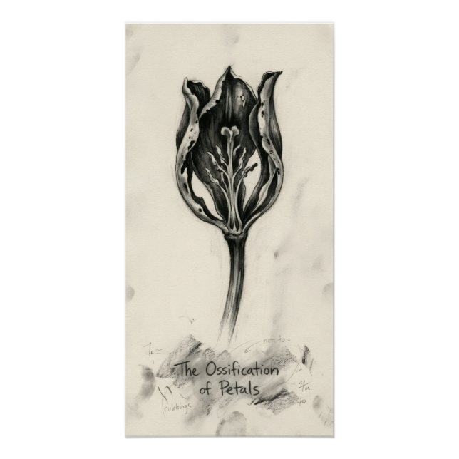 Poster Ossification du pétale (Devant)