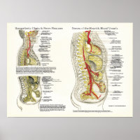 Poster Ostéopathique Sympathétique Chaîne Nerve
